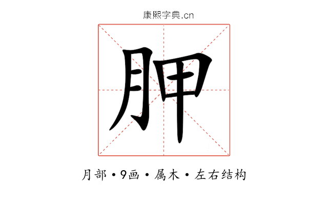 胛 胛
