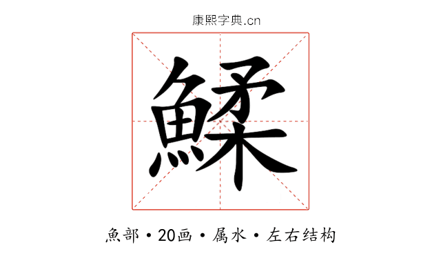 鰇 鰇